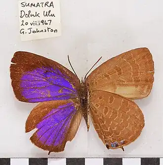 Arhopala cooperi