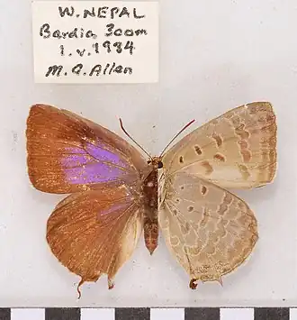 Arhopala oenea
