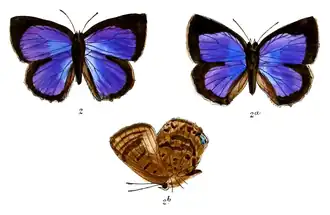 Arhopala perissa