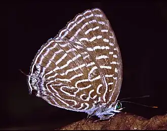 Arhopala argentea