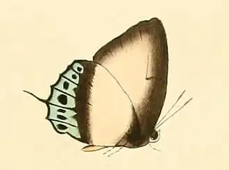 Arhopala critala
