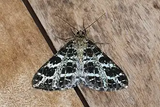 Arichanna interplagata