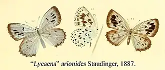 Maculinea arionides