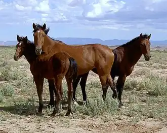 Mustangs in Arizona, 2004