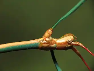 Diapheromera arizonensis