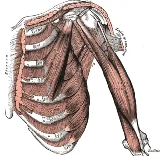 Blik op de schouder en linkerarm van voren, met de m. biceps brachii