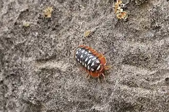 Armadillidium klugii