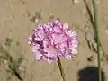Armeria alliacea