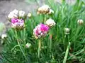Armeria maritima