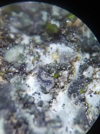 Arthonia phaeophysciae