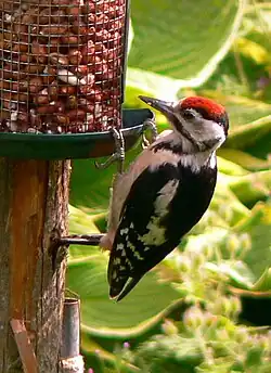 Juveniele grote bonte specht