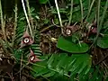 Asarum caudatum