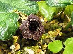 Asarum muramatsui