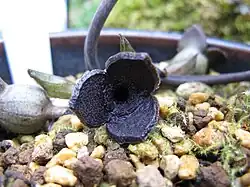 Asarum yoshikawae