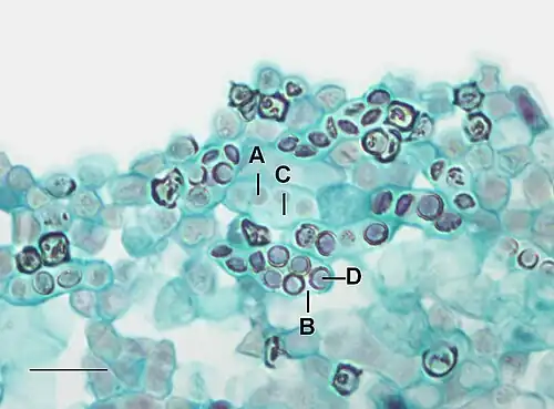 Generatieve vermeerdering bij Schizosaccharomyces octosporus: A=Ascospore, B=Ascus, C= Ascus met vier ascosporen, D=Ascospore met een beschermingswand. Meetstreepje = 0,01&nbsp;mm.