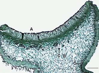 Apothecium van het korstmos Physcia.A = hymenium met asci, B = merg (mycelium), C = algenlaag. Schaal = 0,2&nbsp;mm.