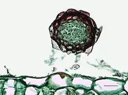 Cleistothecium met ascosporen van echte meeldauw