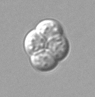Sporenzakje van Saccharomyces cerevisiae