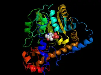 Aspartaat aminotransferase van Escherichia coli gebonden met cofactor pyridoxaalfosfaat.Almo SC, Smith DL, Danishefsky AT, Ringe D (March 1994). The structural basis for the altered substrate specificity of the R292D active site mutant of aspartate aminotransferase from E. coli. Protein Eng. 7 (3): 405–412. PMID 7909946. DOI: 10.1093/protein/7.3.405.