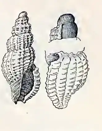 Asperdaphne desalesii