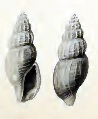 Asperdaphne suluensis