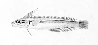 Aspidontus tractus