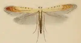 Aspilapteryx