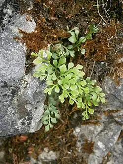 Muurvaren(Asplenium ruta-muraria)