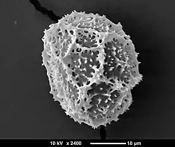 TongvarenSEM afbeelding spore