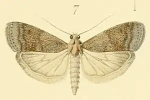 Assara conicolella