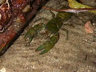 Astacoides betsileoensis