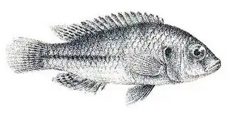 Astatotilapia bloyeti