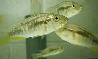 Astatotilapia calliptera