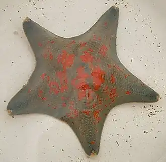 Asterina pectinifera