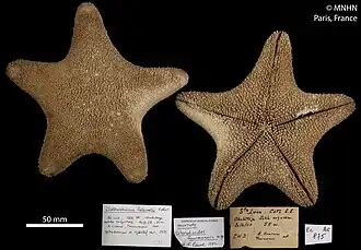 Asterodiscides fourmanoiri