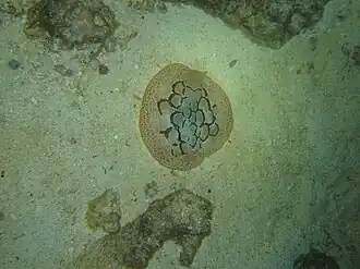 Asteronotus cespitosus