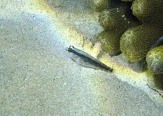 Asterropteryx striata