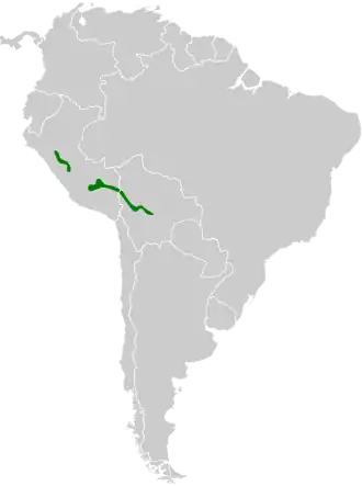 Urubambacanastero