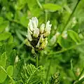 Bergerwt(Astragalus cicer)