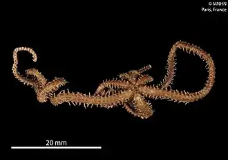 Astrogymnotes oharai