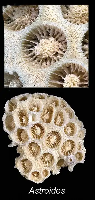 Astroides calycularis