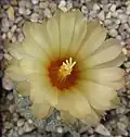 Astrophytum asterias