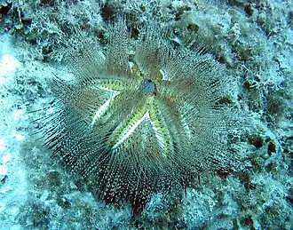 Een zeldzame witte soort in Hawaï.