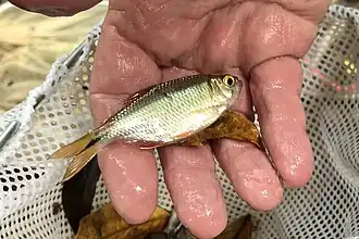 Astyanax nicaraguensis