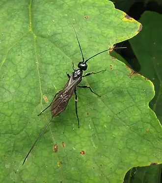 Atanycolus longicauda