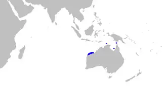 Atelomycterus fasciatus