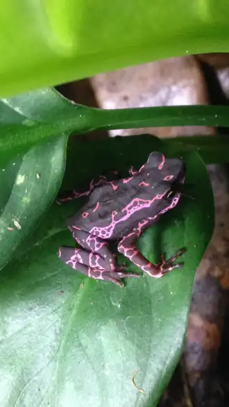 Atelopus barbotini