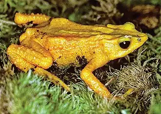 Atelopus carbonerensis