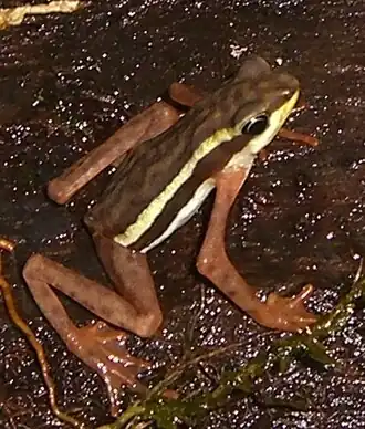 Atelopus elegans
