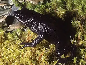 Atelopus tamaense